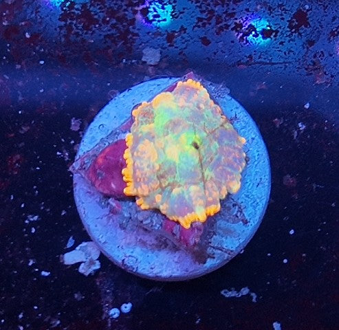 rhodactis krusty the clown