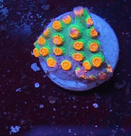 cyphastrea molten meteor