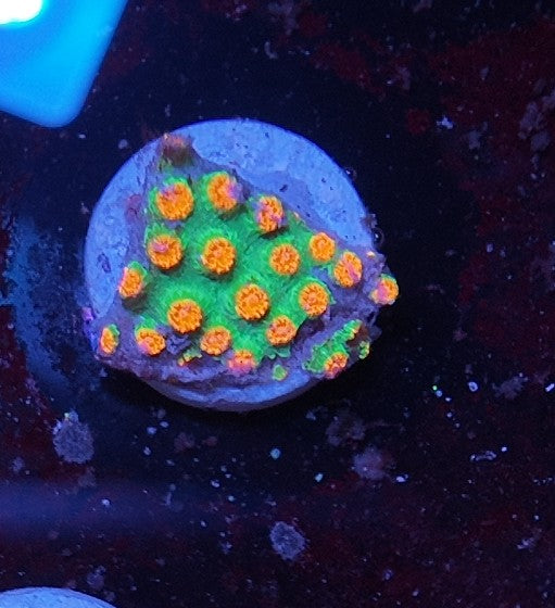 cyphastrea molten meteor