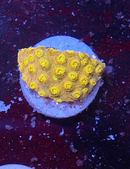 cyphastrea ecc citrus burst