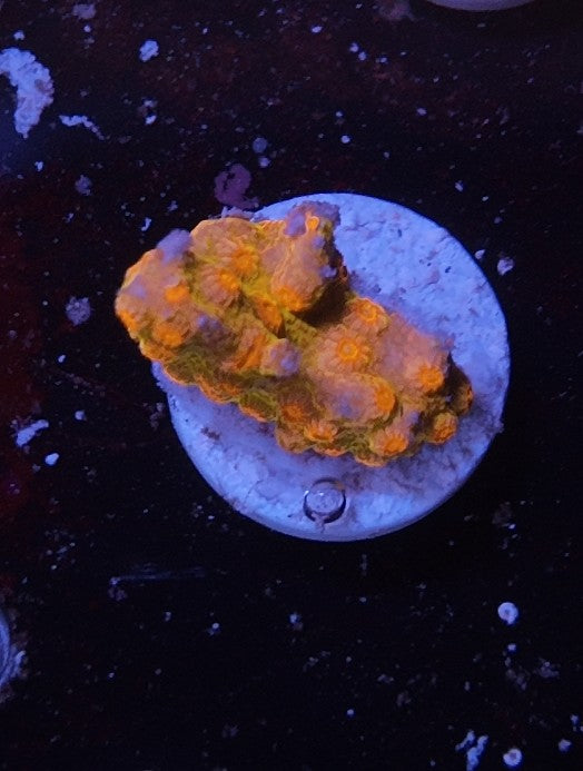 cyphastrea ecc drogon