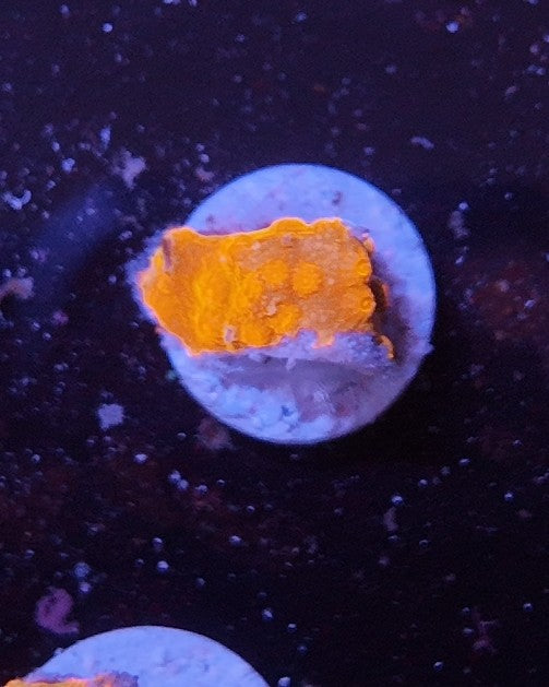 cyphastrea ecc drogon