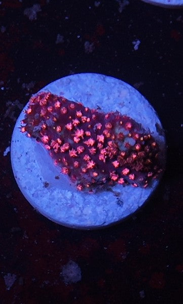 stylocoeniella ecc purple passion