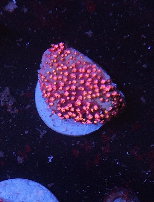 stylocoeniella ecc purple passion