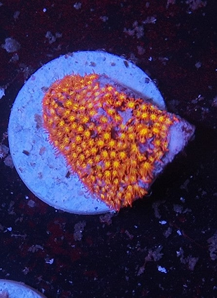 stylocoeniella ecc twisted metal