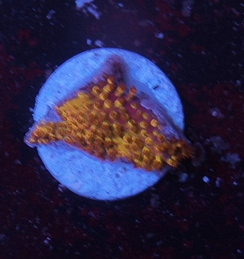 stylocoeniella banana burning