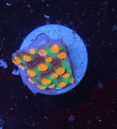 cyphastrea molten meteor