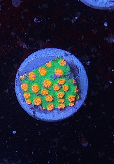 cyphastrea molten meteor