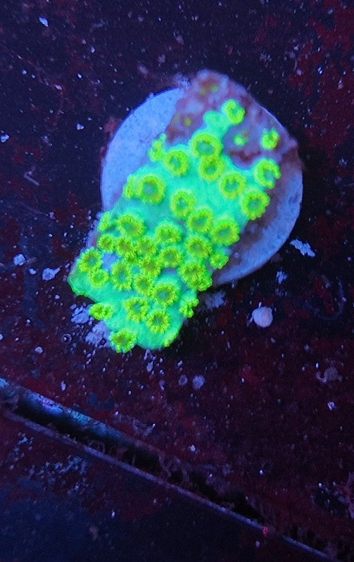 cyphastrea master pe