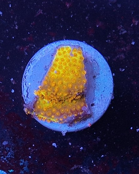 stylocoeniella banana burning