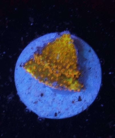 stylocoeniella banana burning